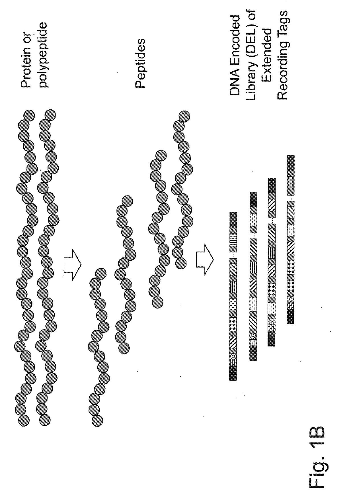 Macromolecule analysis employing nucleic acid encoding