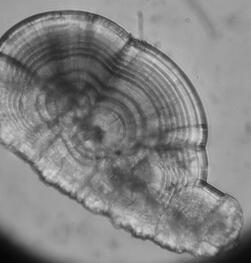 Marking method of salmon otoliths based on Morse code rules