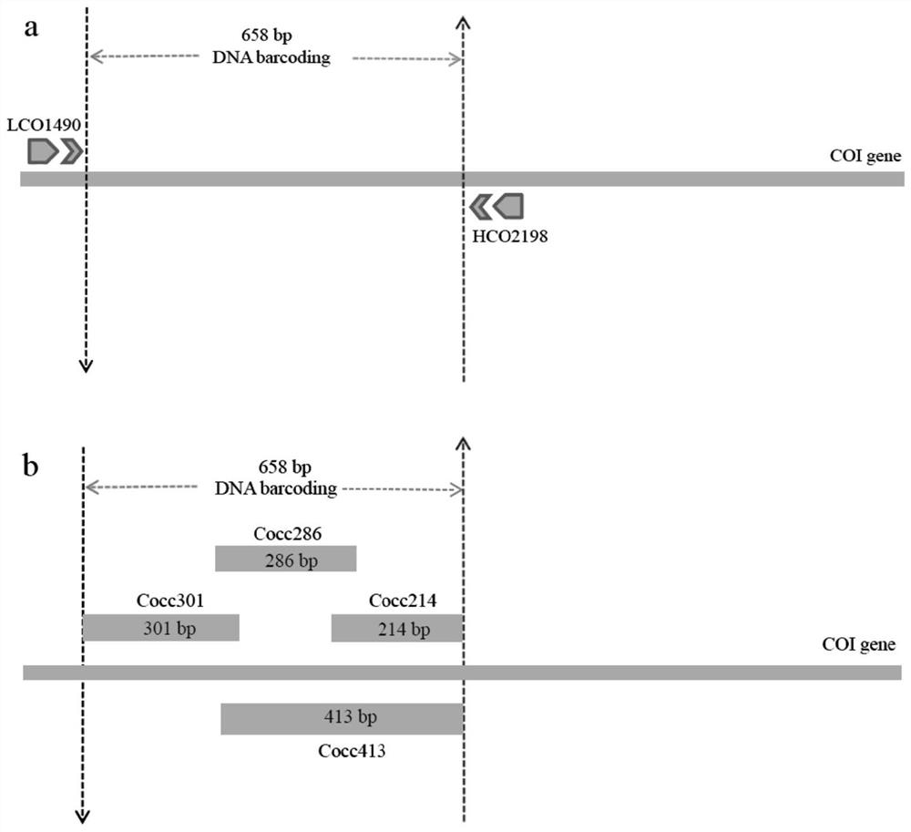 A set of mini-barcoding primers for obtaining DNA barcodes of beetle specimens in collections and its application