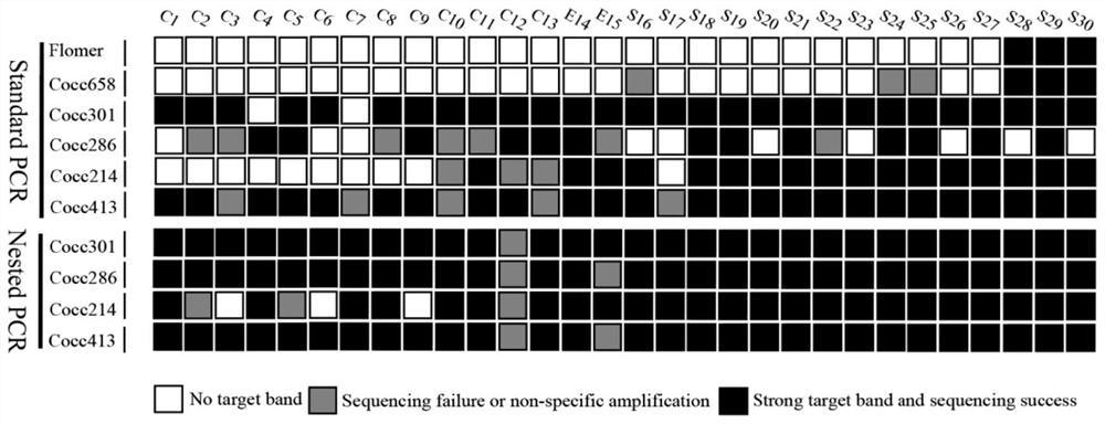 A set of mini-barcoding primers for obtaining DNA barcodes of beetle specimens in collections and its application