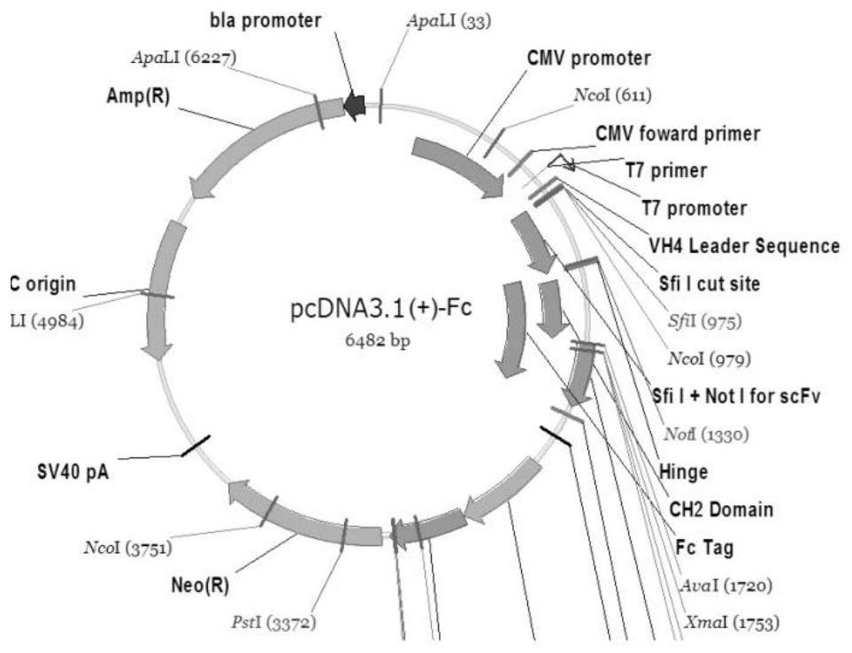 A broad-spectrum neutralizing antibody against HIV and its preparation method and application