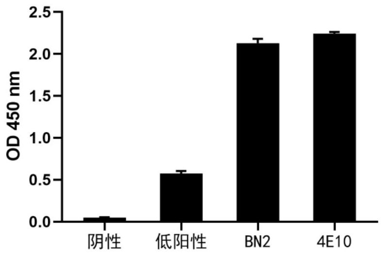 A broad-spectrum neutralizing antibody against HIV and its preparation method and application