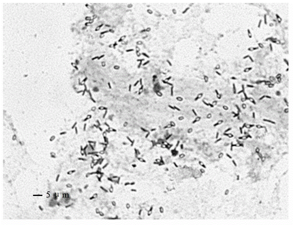 Paenibacillus terrae biological agent and application thereof in agriculture