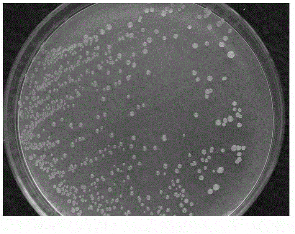 Paenibacillus terrae biological agent and application thereof in agriculture