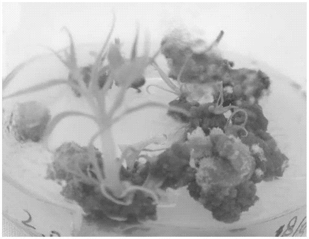 The Method of Inducing Adventitious Buds from Petiole of Aseptic Tissue Cultured Lonicerae Lonicerae