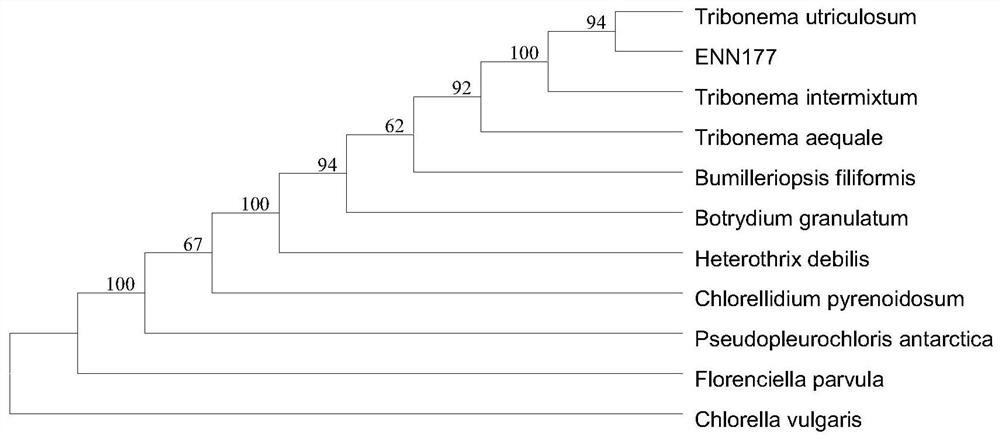 A strain of Xanthophyllum and its cultivation and application