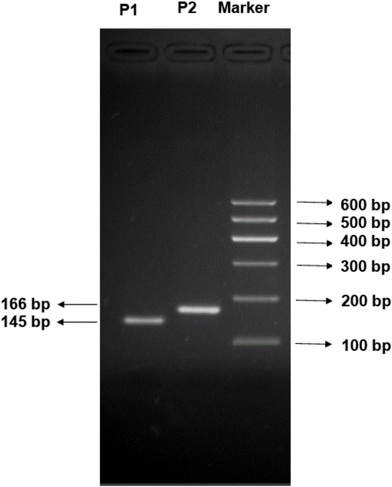 Method using cattle KCNJ12 gene CNV markers to assist growth trait detection and kit special for method