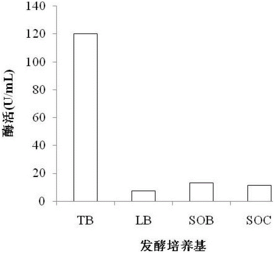 Method for extracellularly producing Q-enzyme in signal-peptide-free manner