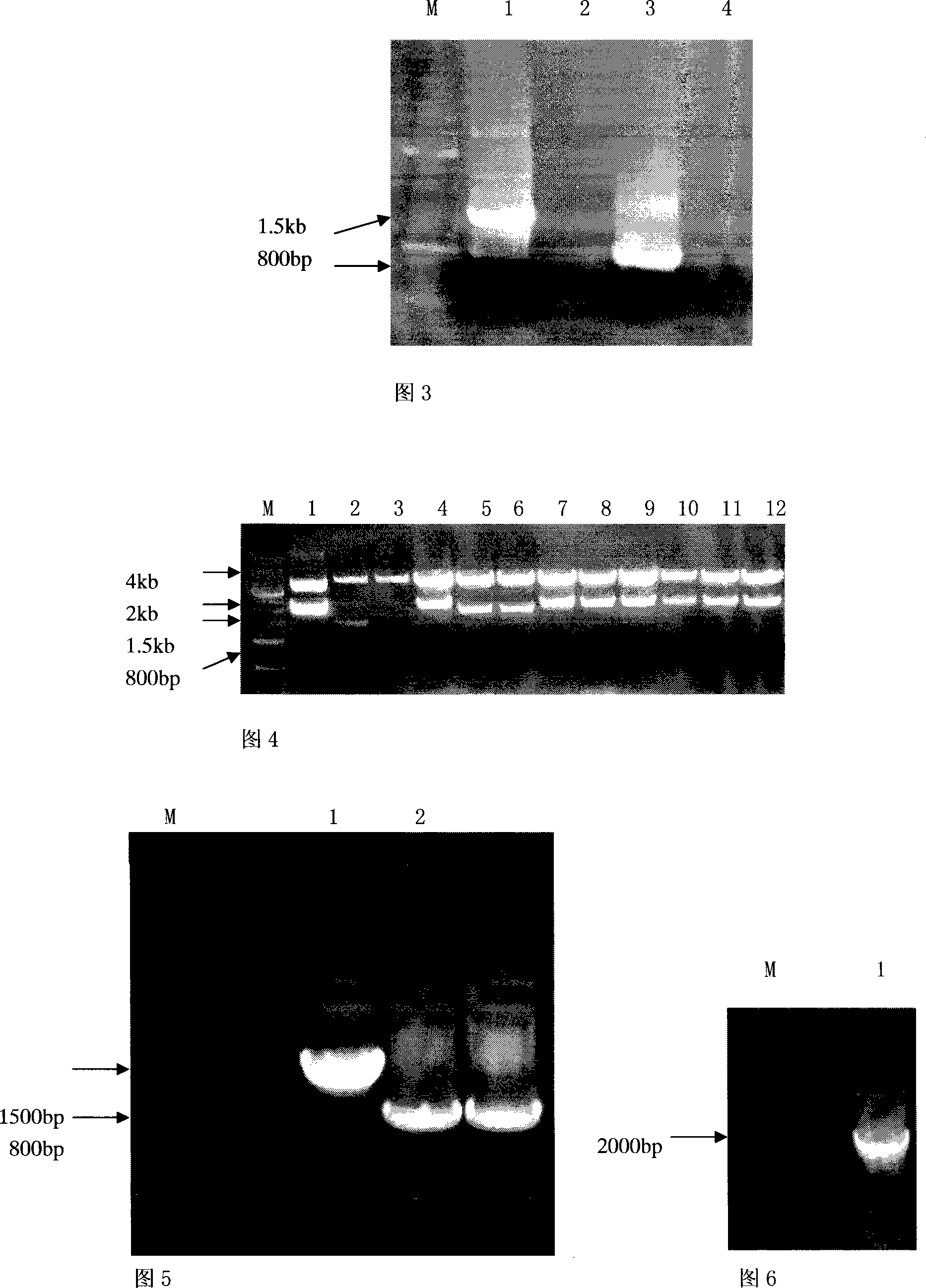 Gene of containing 26S rRNA sequence from restoring line of cotton