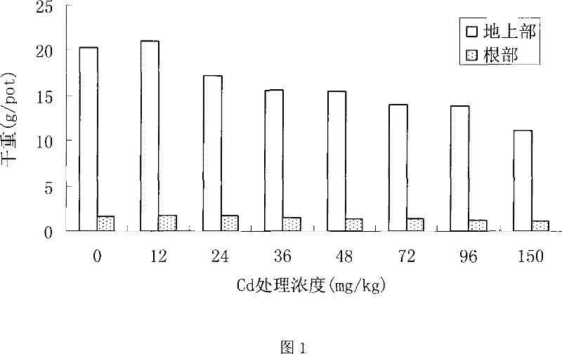 Method for repairing and treating soil with cadmium pollution using flowering plant Indian marigold