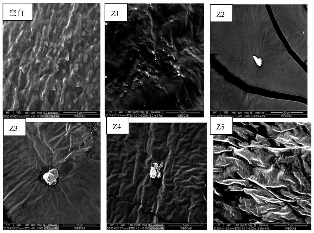 Anti-corrosion, anti-oxidation multi-effect cold fresh meat active nano-preservation film and preparation method thereof