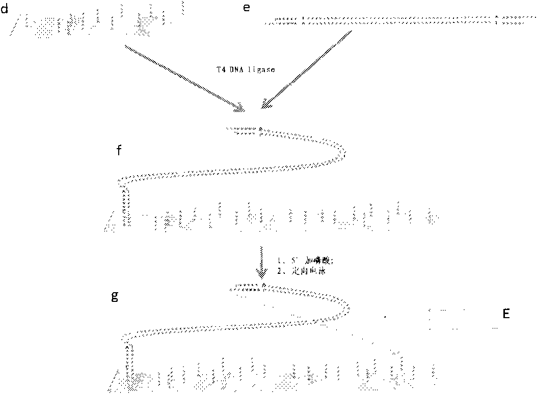Whole genome DNA sequence splicing sequencing method