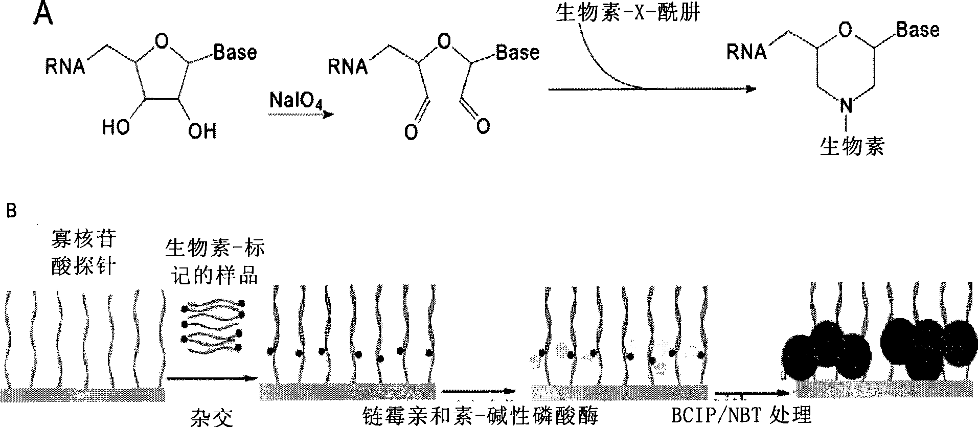 Method for detecting small molecule RNA chip by ELISA