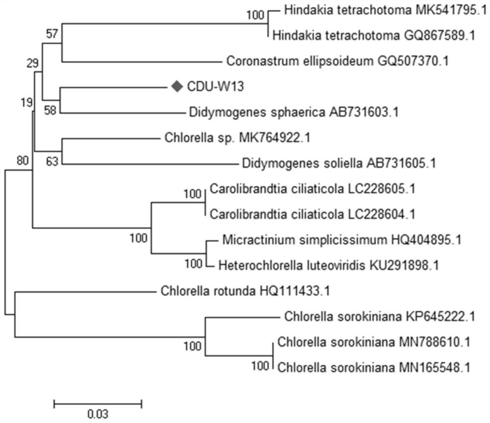 Novel freshwater oil-producing microalgae species as well as culture method and application thereof