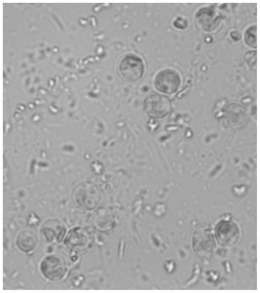 Novel freshwater oil-producing microalgae species as well as culture method and application thereof