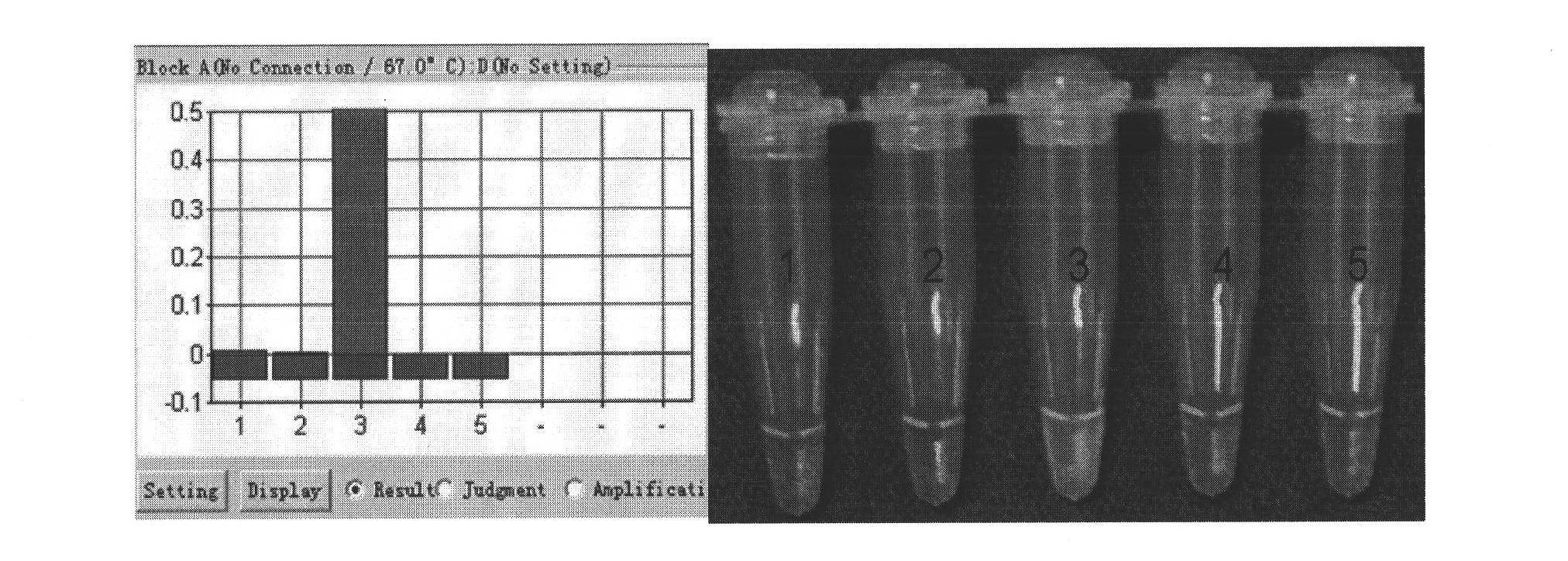 Loop-mediated isothermal amplification reaction primer for detecting B substock avian leukosis