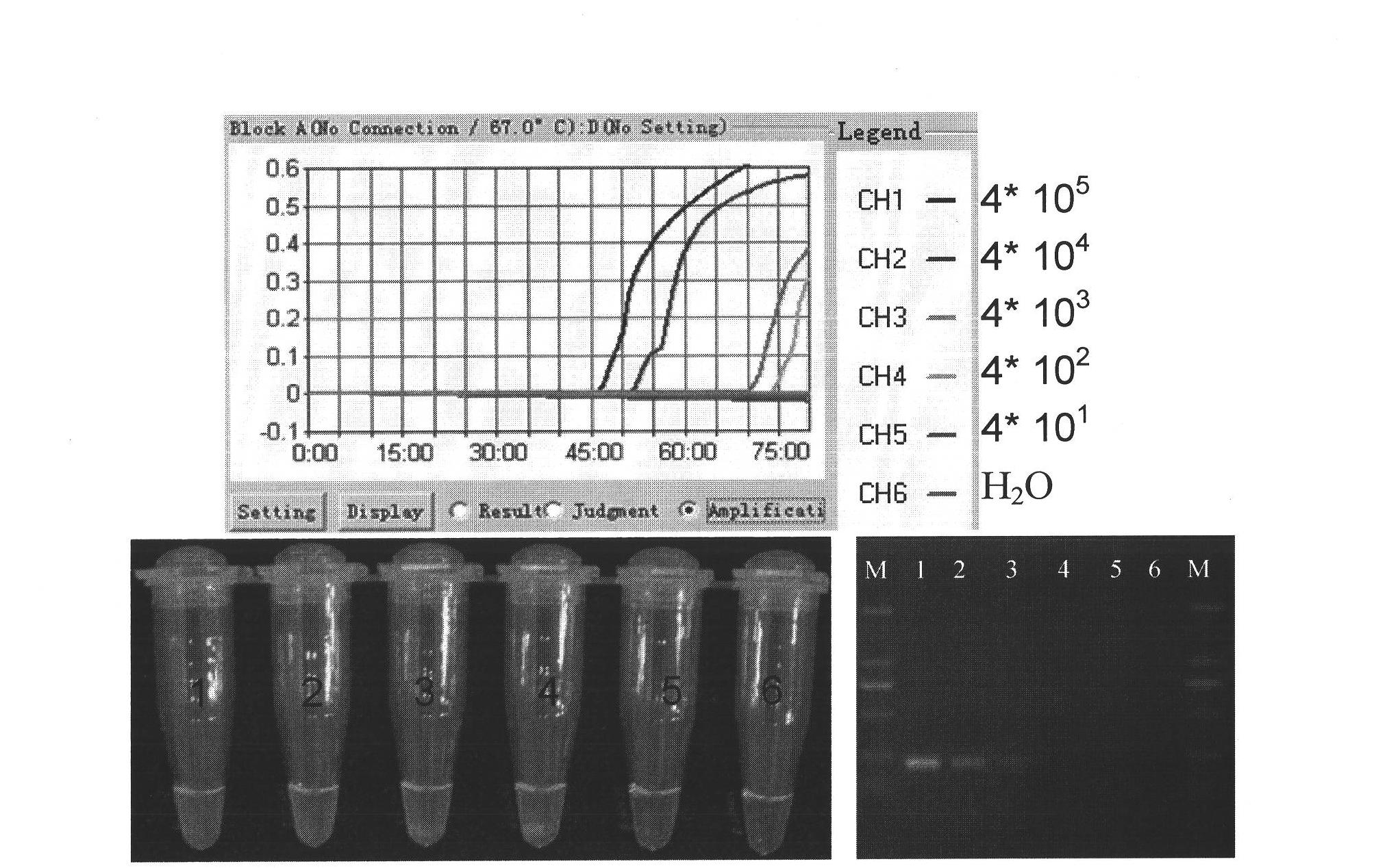 Loop-mediated isothermal amplification reaction primer for detecting B substock avian leukosis