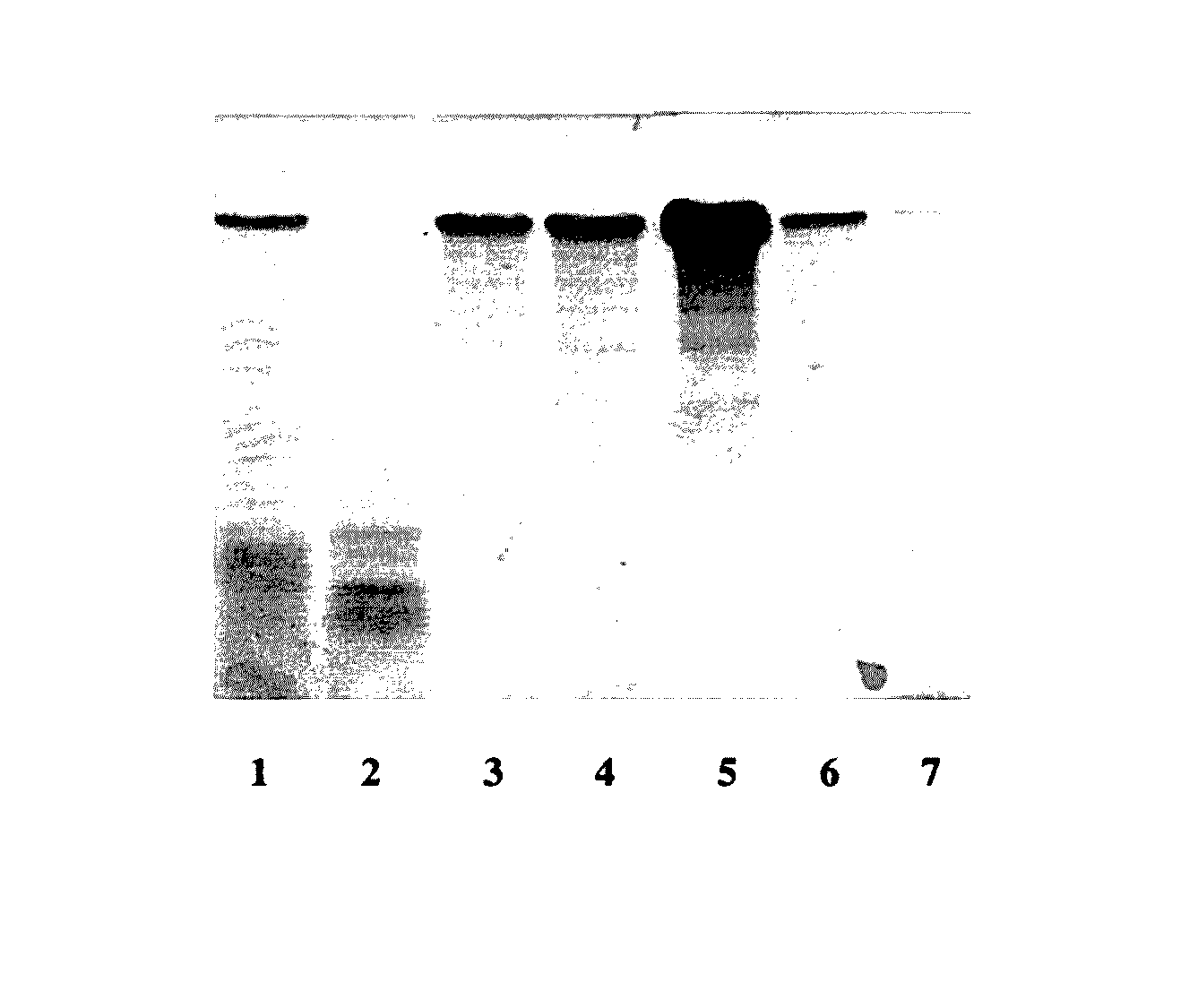 Method for producing web protein, a fused protein, recombinant DNA, an expression vector, a host cell and strain-producers