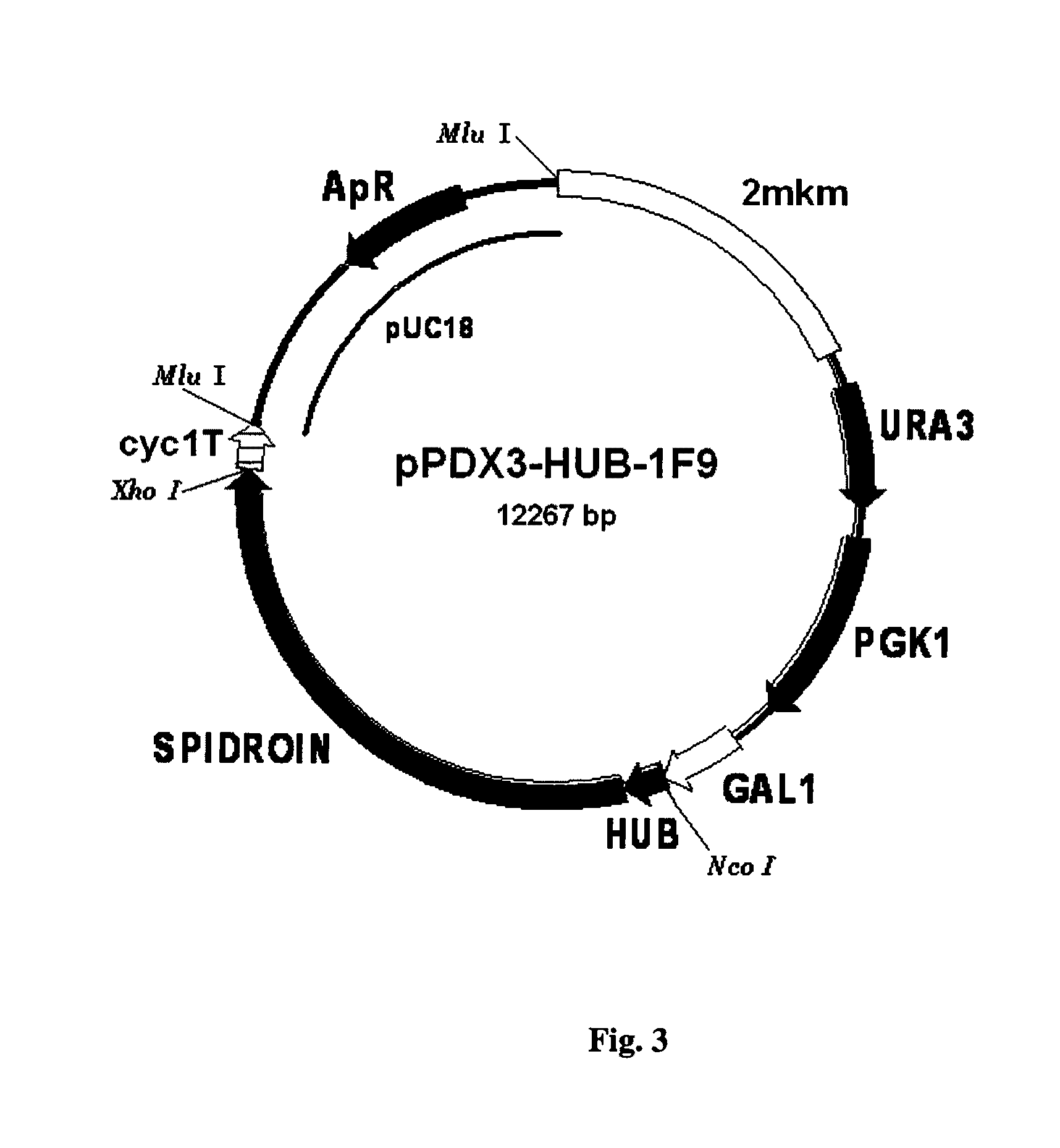 Method for producing web protein, a fused protein, recombinant DNA, an expression vector, a host cell and strain-producers