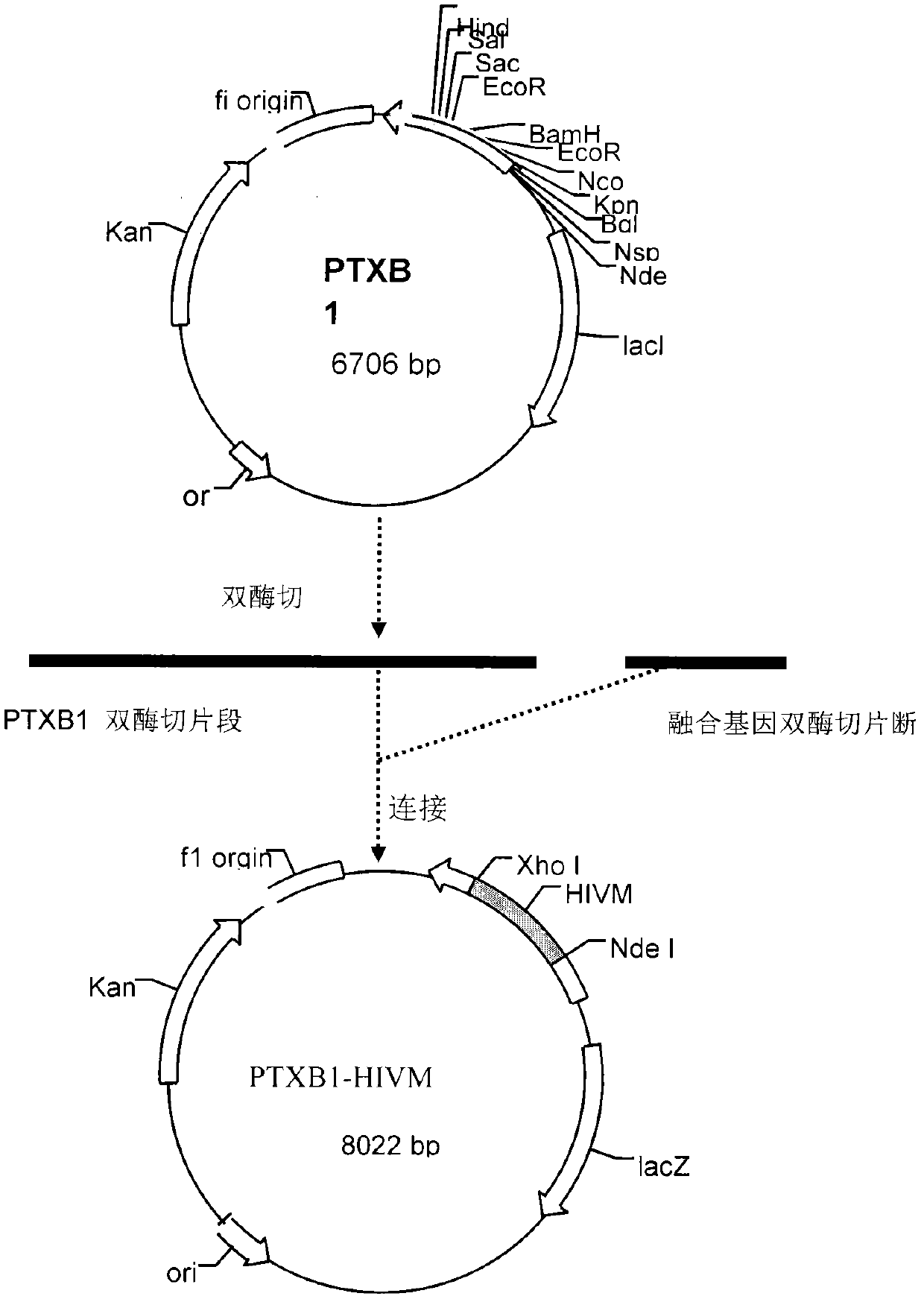 Novel HIV recombined multi-epitope fusion antigen and application thereof