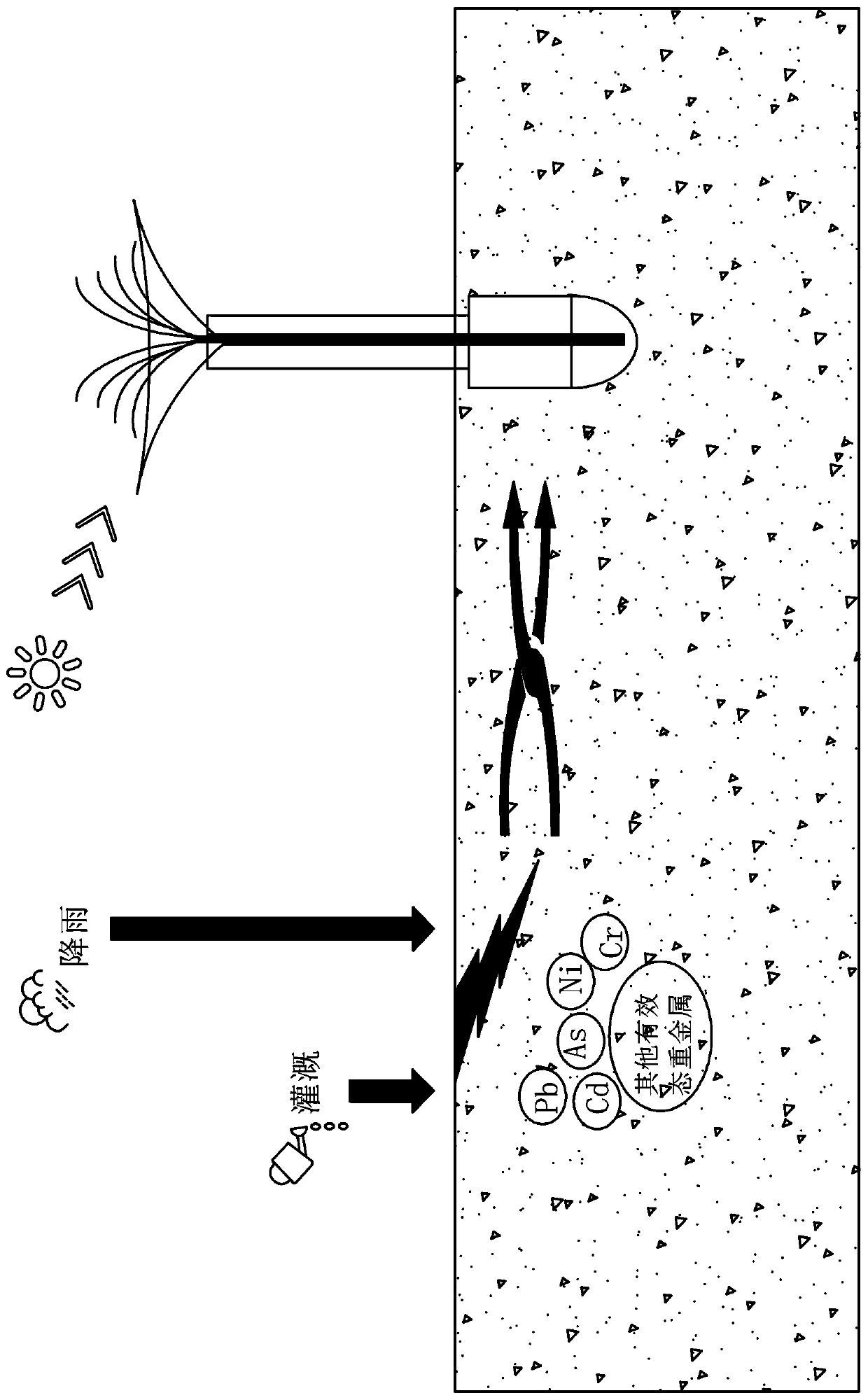 Accelerated transpiration based bionic plant for removing heavy metal pollution to soil and application of bionic plant