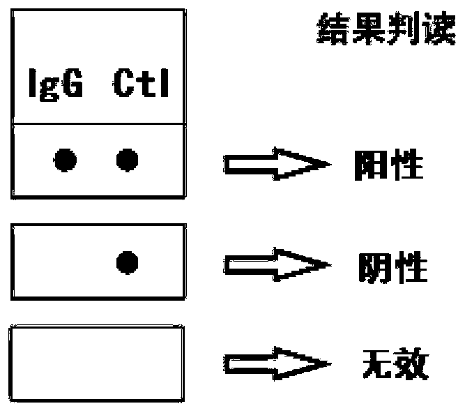 Rapid detection kit for IgG blood group antibody titer