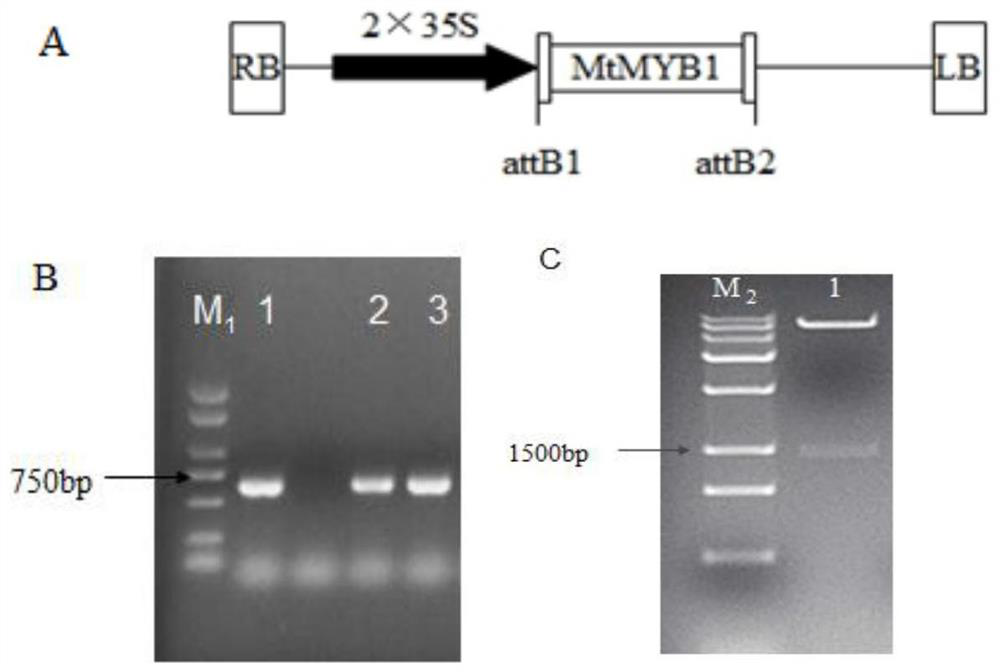 Application of a Myb-like transcription factor mtmyb1 from Medicago truncatula