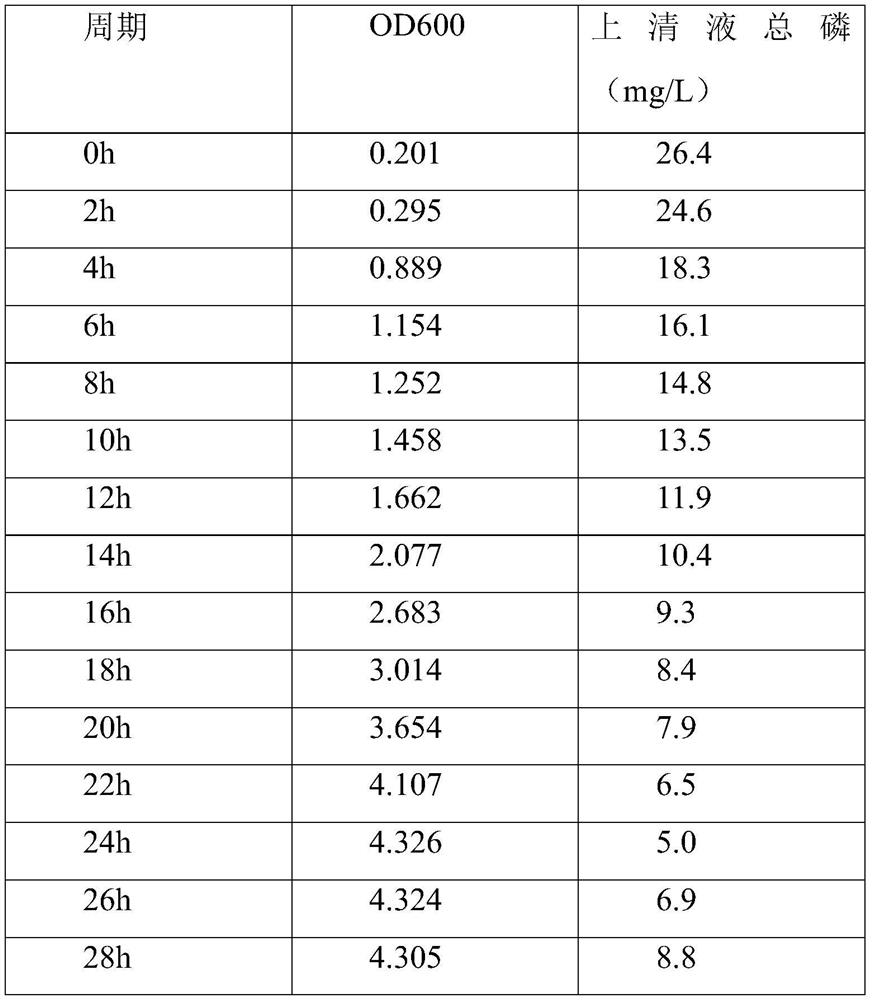 Acinetobacter cl04 and its application in the treatment of phosphorus removal in village and town sewage