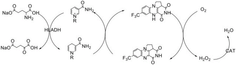 Method for alpha-ketoglutarate production by catalysis of L-glutamate dehydrogenase