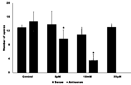 Novel method for inhibiting arabidopsis thaliana living nutritional type oomycete downy mildew infection based on small RNAs