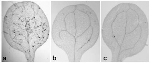 Novel method for inhibiting arabidopsis thaliana living nutritional type oomycete downy mildew infection based on small RNAs