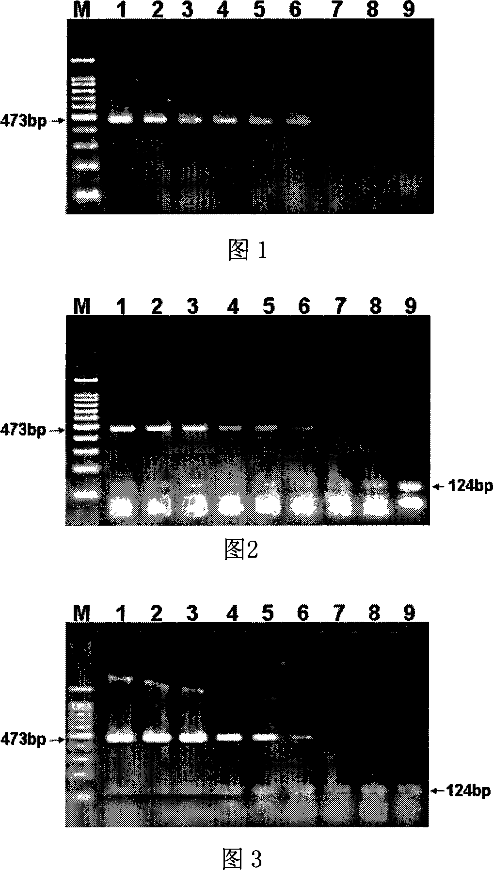 Method for detecting vibrio parahaemolyticus PCR added with amplification internal sign