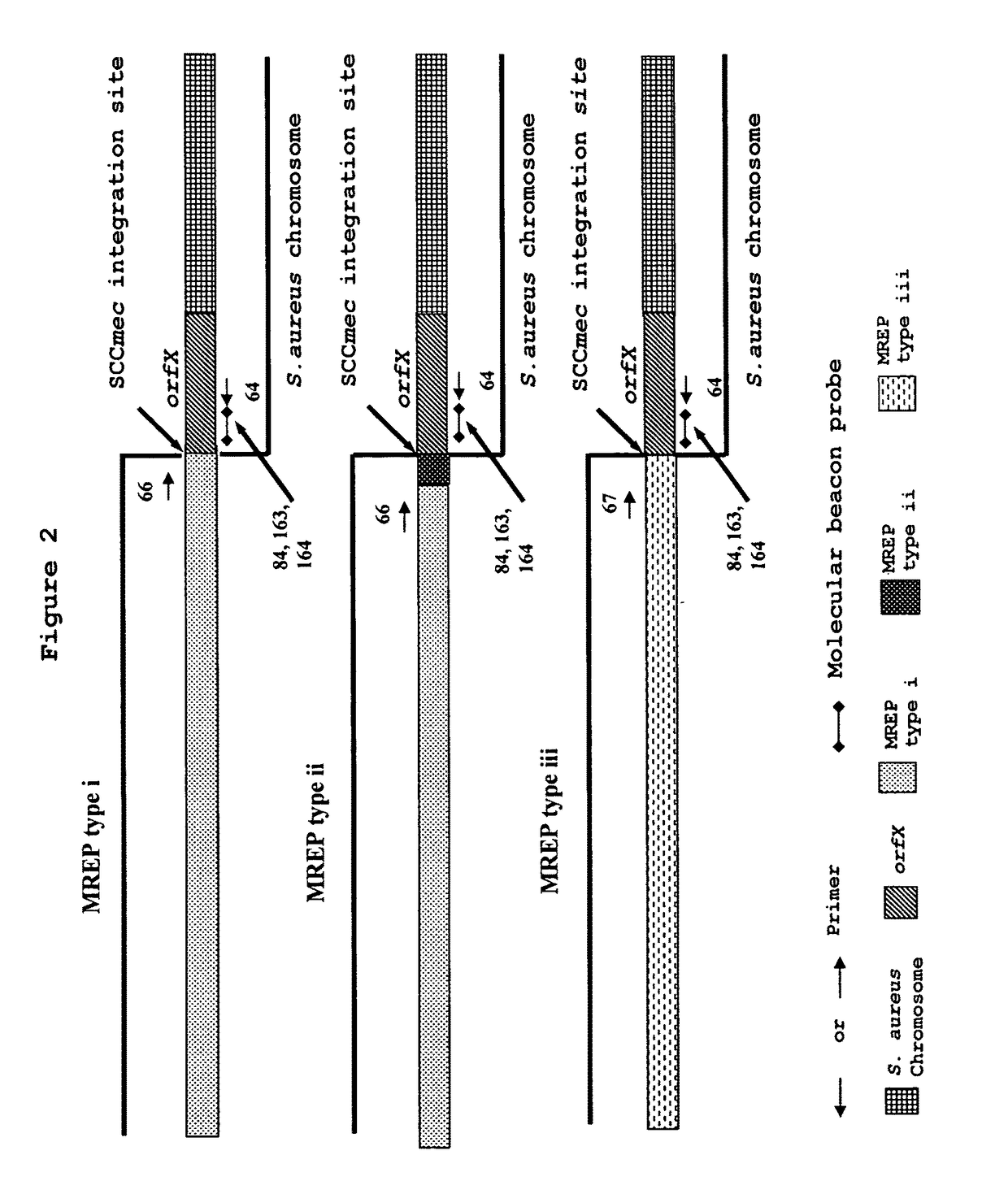 Method for the detection and identification of methicillin-resistant <i>Staphylococcus aureus</i>