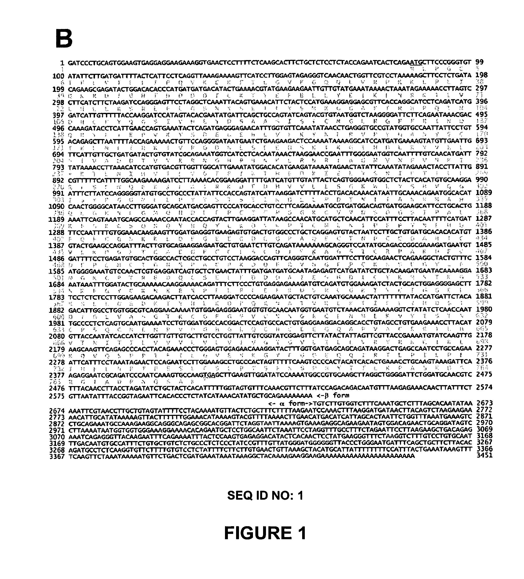 Nucleic acid molecules and polypeptides related to h-ADAM7