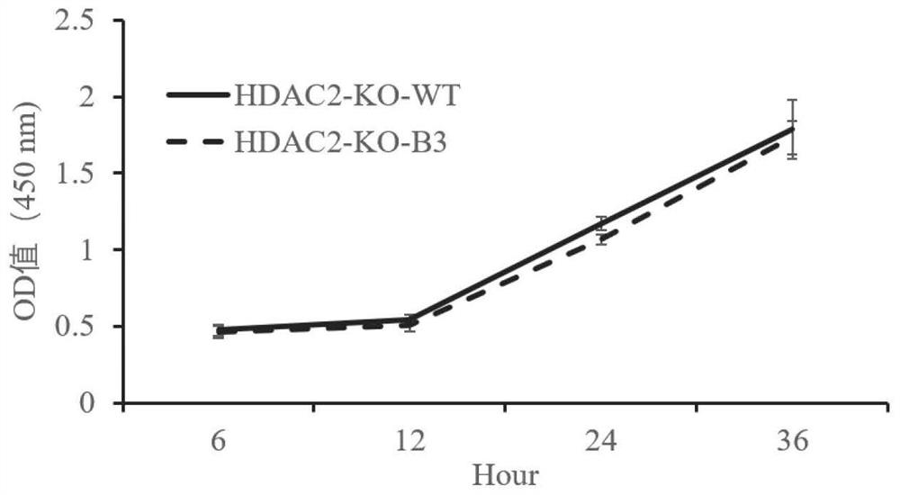HDAC2 gene knockout BHK-21 cell line as well as construction method and application thereof