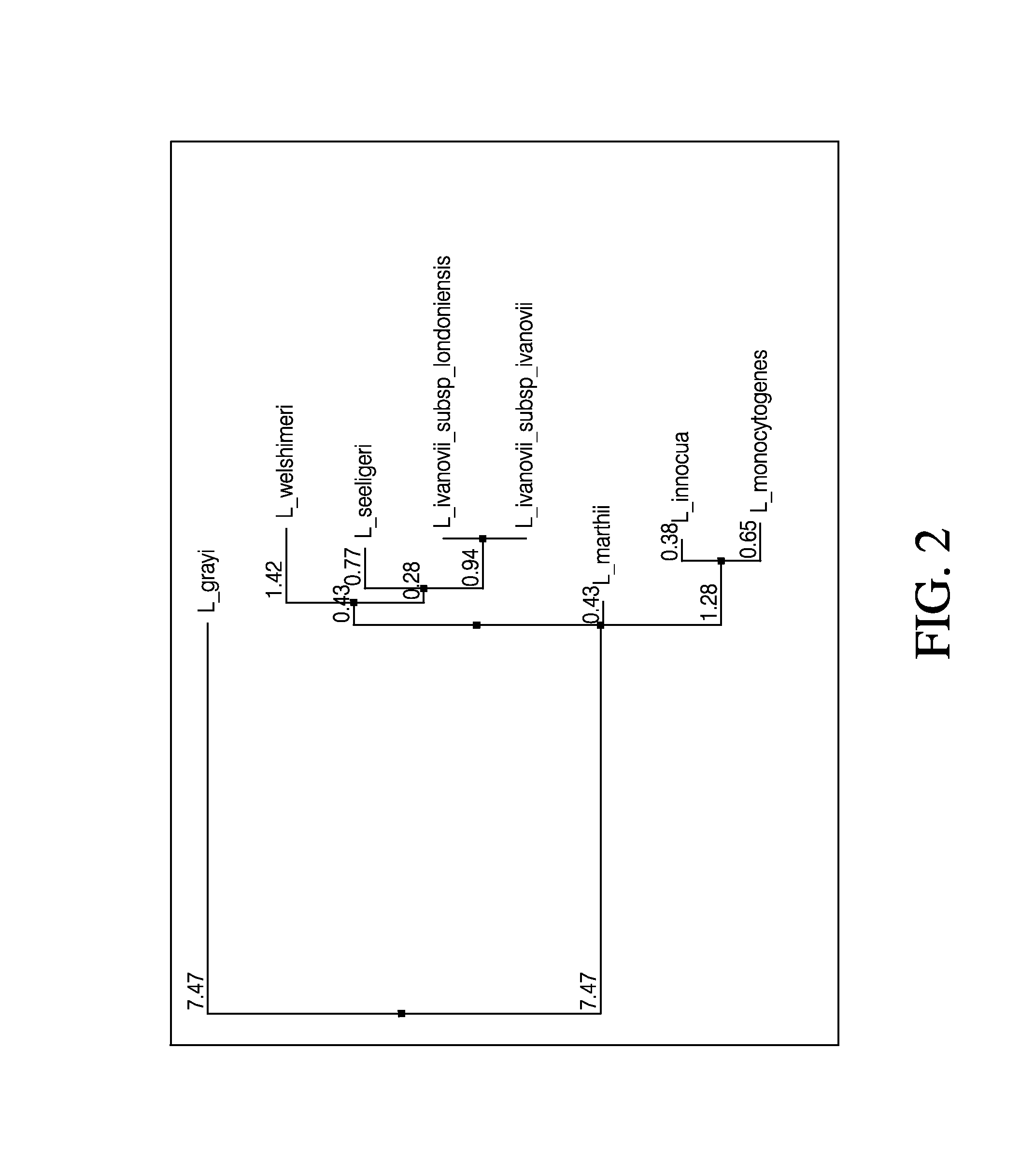 Detection of Listeria species in food and environmental samples, methods and compositions thereof