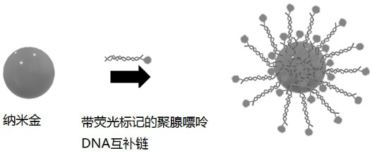 Gold magnetic nanoprobe based on ordered arrangement of aptamers and application of gold magnetic nanoprobe in okadaic acid detection