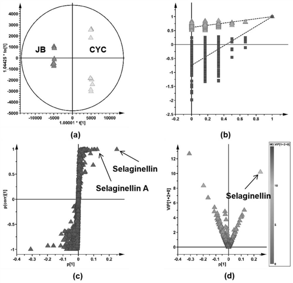 Method for distinguishing authenticity of selaginella tamariscina varieties in non-targeted metabonomics and application