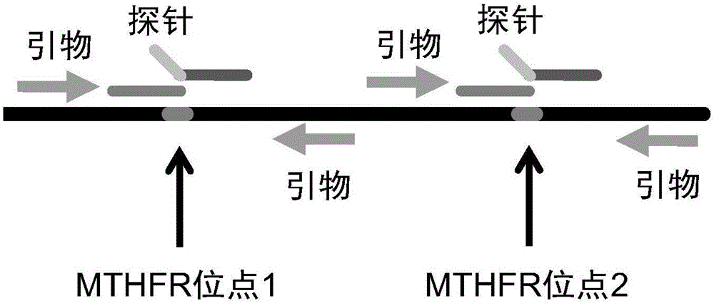 Visual MTHFR (Methylene Tetrahydrofolate Reductase) allele genotyping detection kit