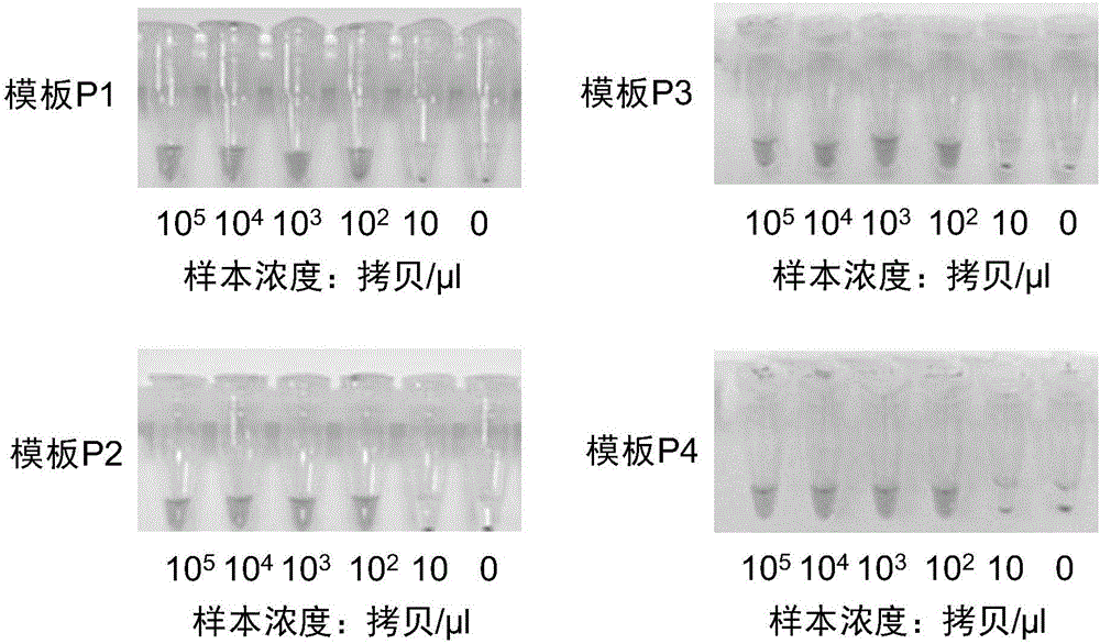 Visual MTHFR (Methylene Tetrahydrofolate Reductase) allele genotyping detection kit