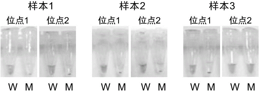 Visual MTHFR (Methylene Tetrahydrofolate Reductase) allele genotyping detection kit