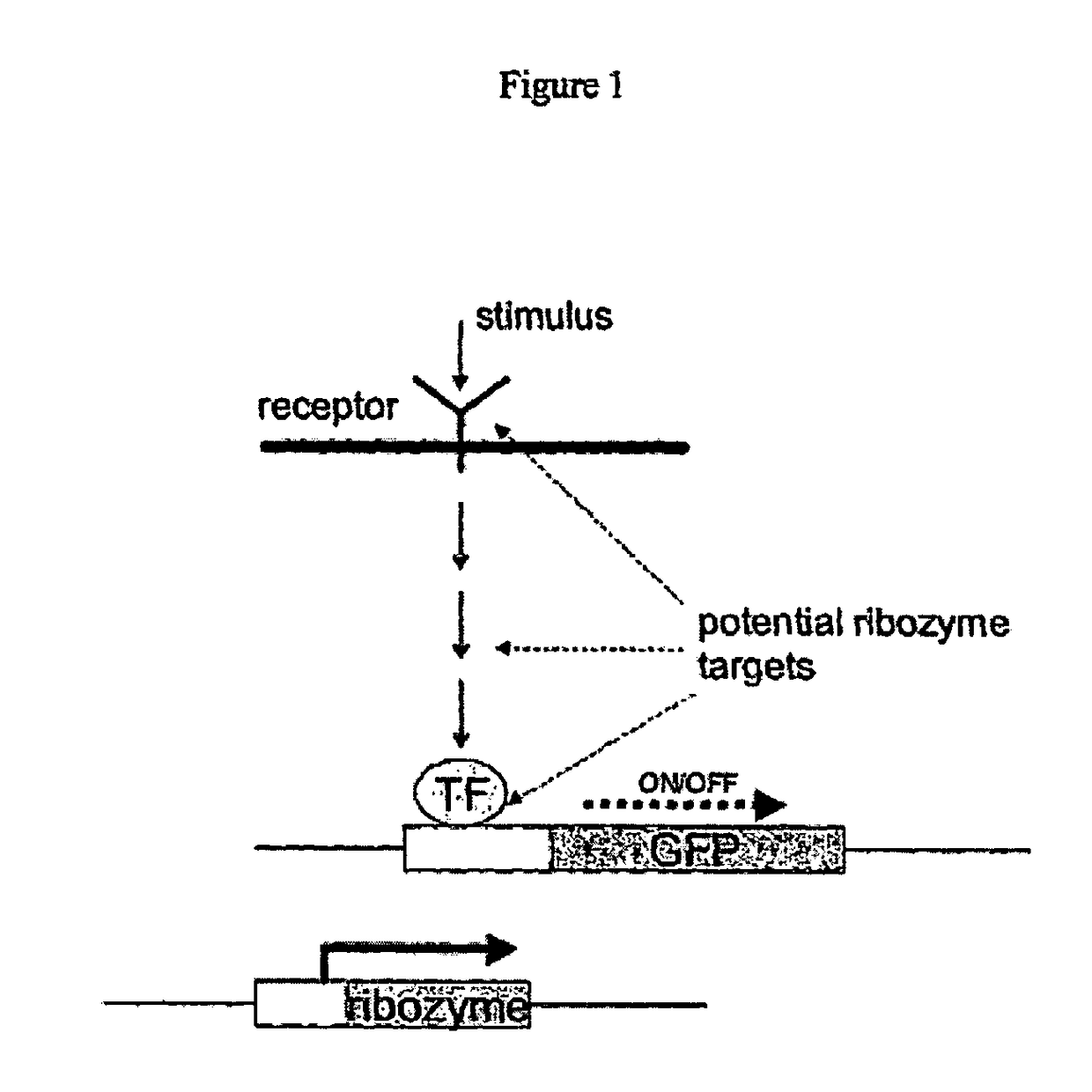 Viral vector