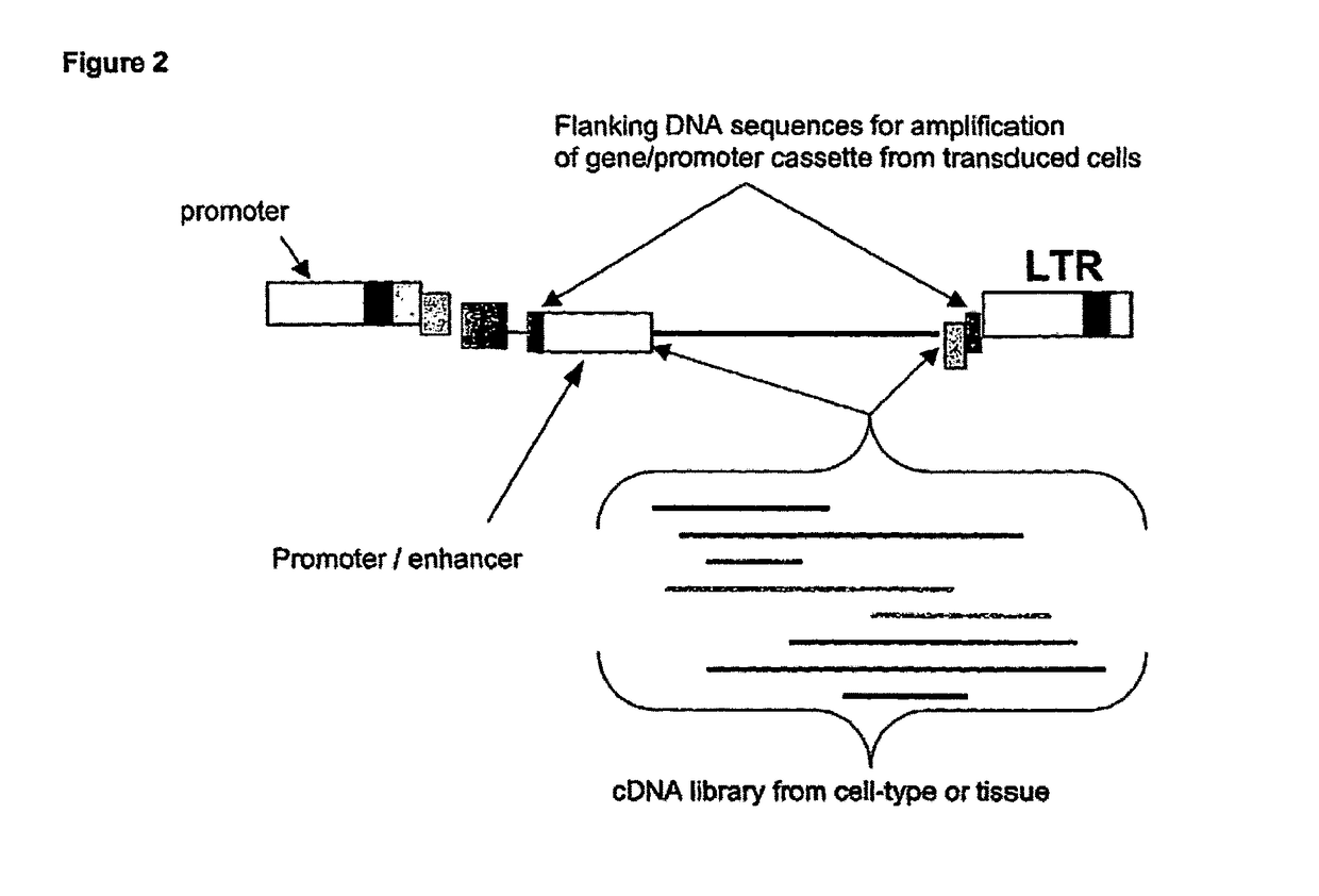 Viral vector