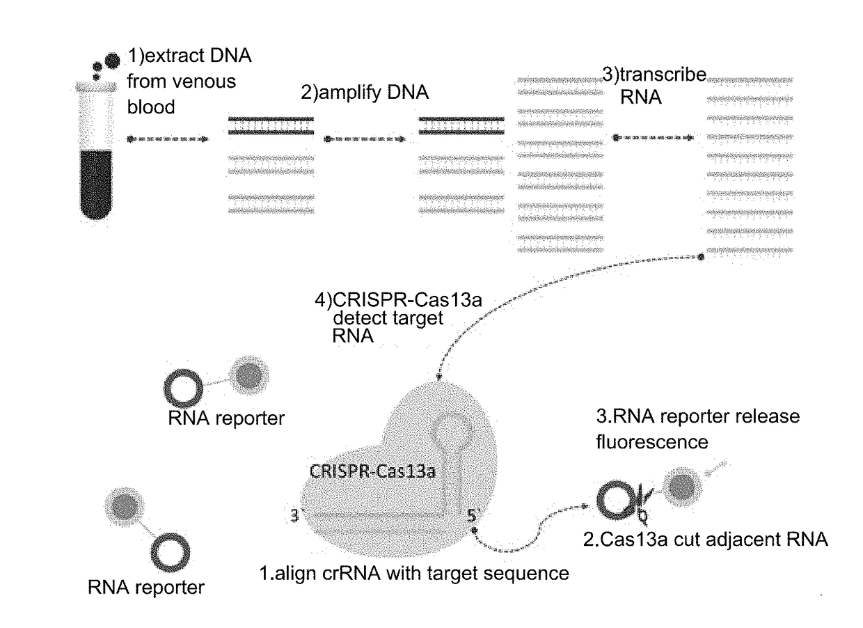 crRNA for detecting RSPO2 gene in body fluid with CRISPR-Cas13a specificity and applications thereof