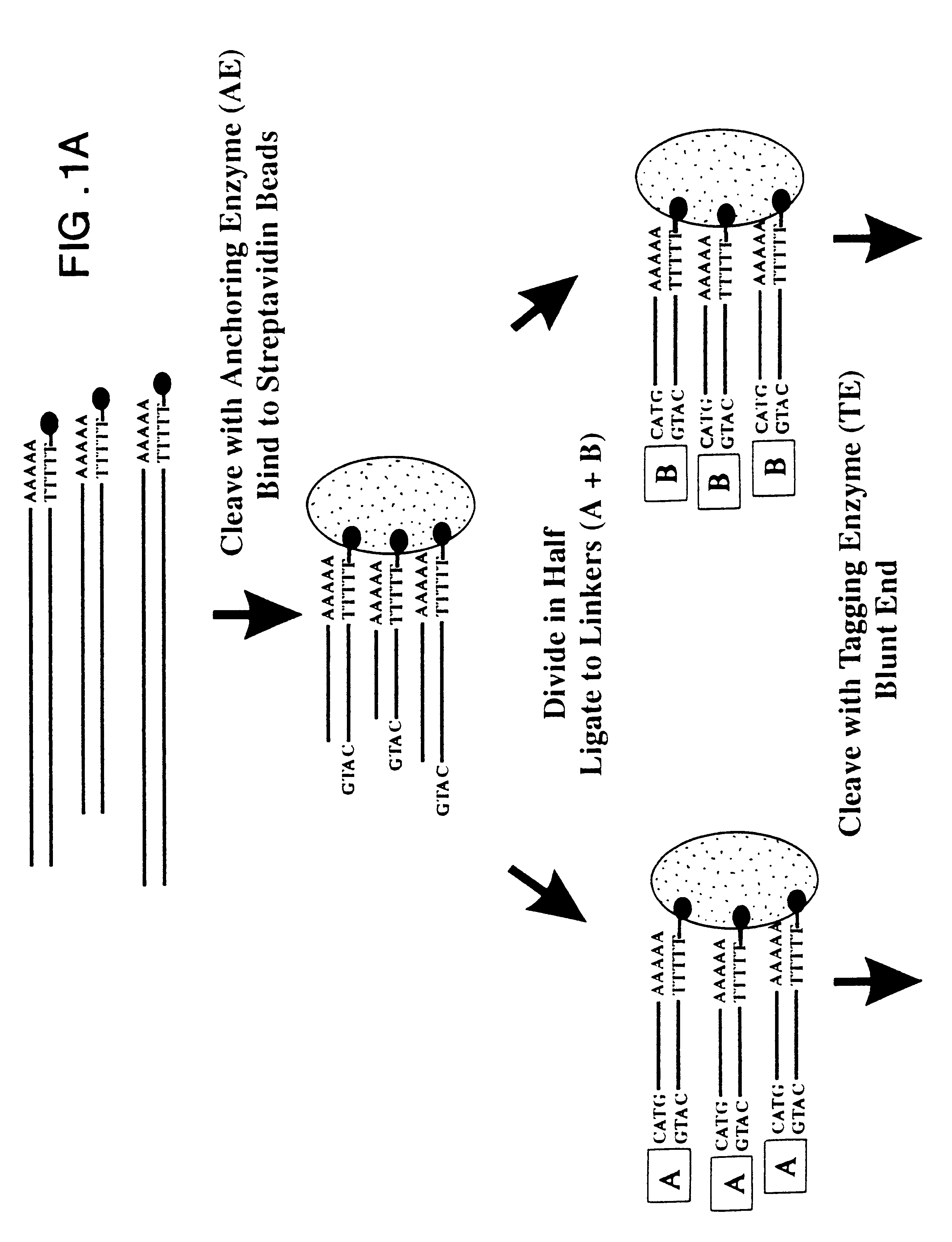 Method for serial analysis of gene expression