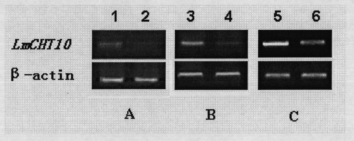 Chitinase genes of insects and application of dsRNA thereof