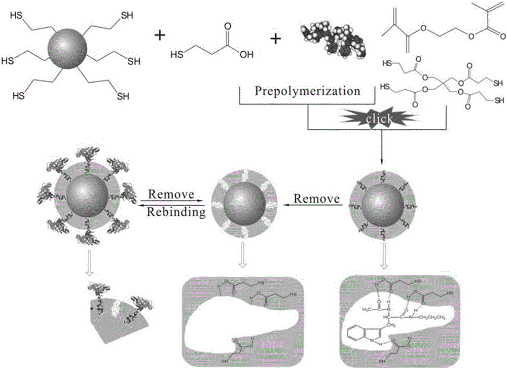 Method for solid-phase extraction of alpha-amanitin and beta-amanitin with amanitin molecularly imprinted material