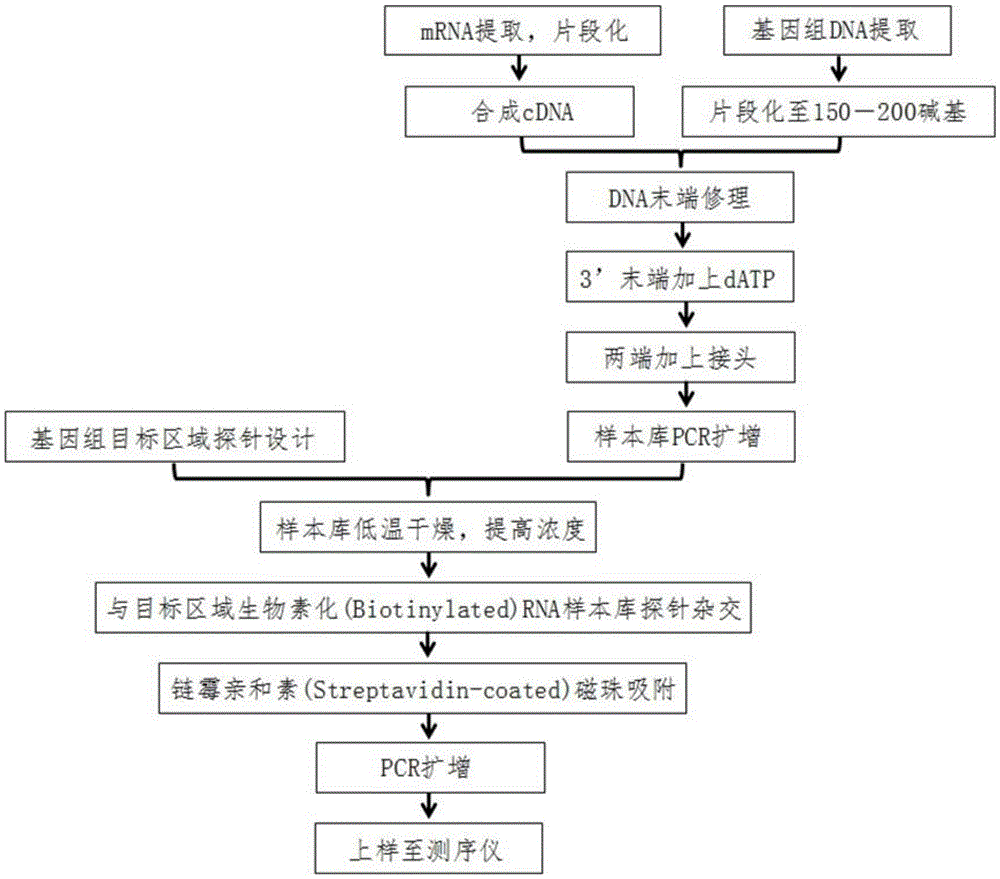 Dna probe library for hybridization with bcr or abl gene and method for enriching bcr-abl gene fragments using it