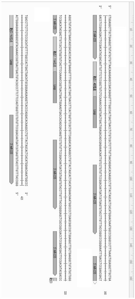 RNAi adeno-associated virus for inhibiting Slc2a1 as well as preparation and application of RNAi adeno-associated virus