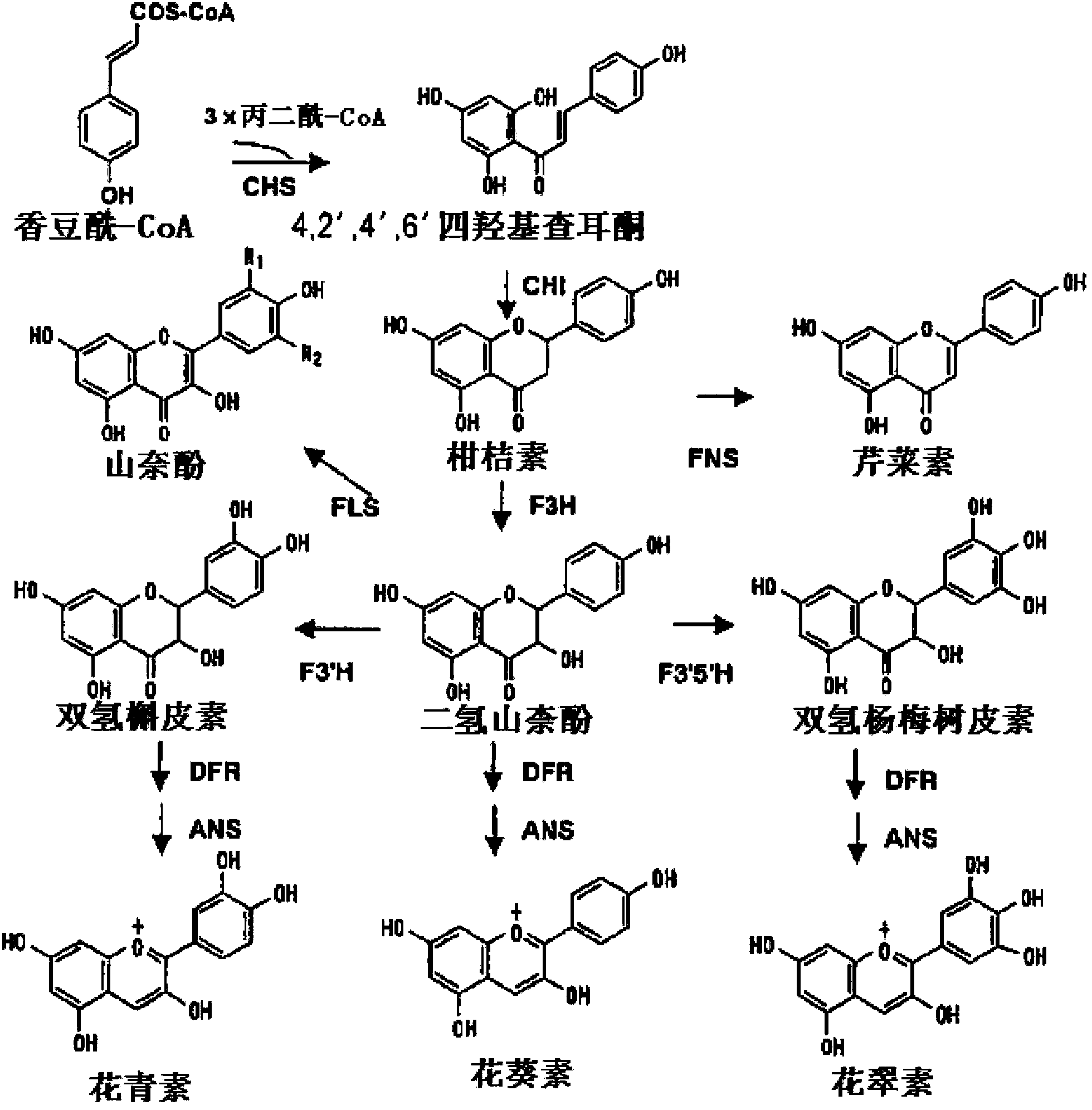 Method for cultivating lilies containing delphinin in the petals